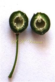  V. S. Ovary